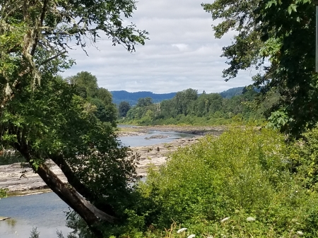 Quiet River - Trees, River, Water, Nature