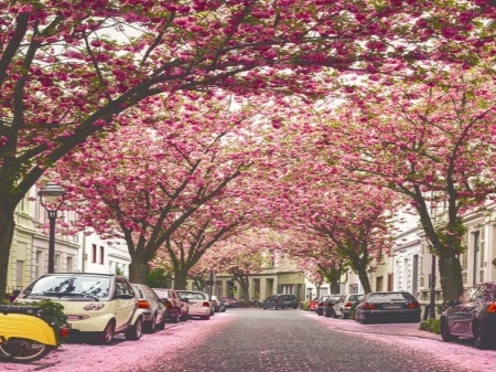 Cherry Blossom Trees - driveway, cars, trees, pink