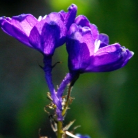 Wild Bell Flower