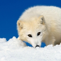 Arctic Fox