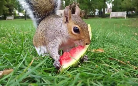 Squirrels Love Watermelon