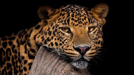 Leopard - black, leopard, animal, face, orange