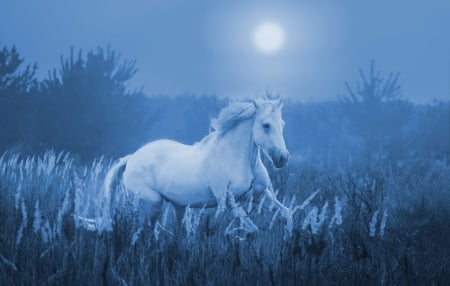 Moonlight - moon, white, animal, running, blue, horse, luna