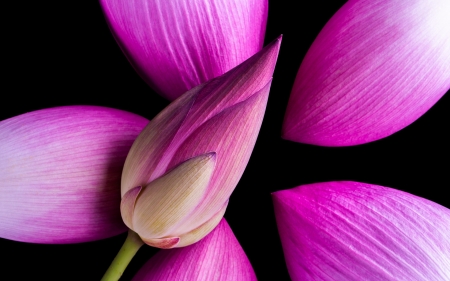 Lotus - skin, black, lotus, summer, texture, flower, pink, vara