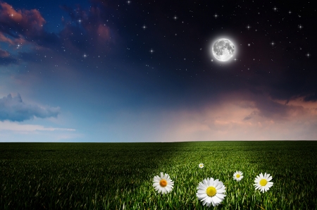 Full Moon - night, sky, field, stars