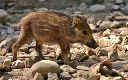 Wild Piglet - creature, piglet, animal, wild