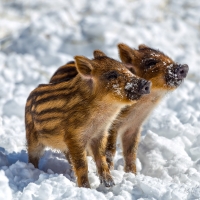 Wild Piglets