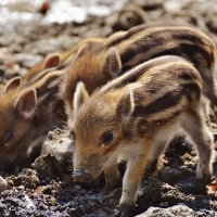 Wild Piglets