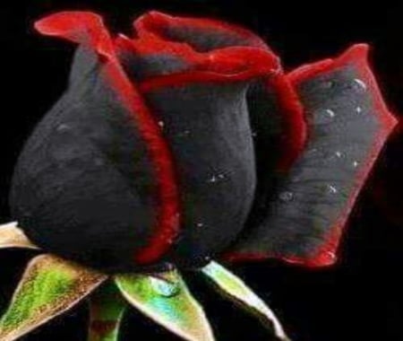 Beautiful Rose