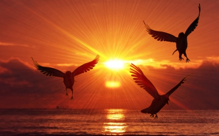 Seagulls at Sunset - water, seagulls, sunset, animals