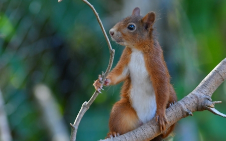 Squirrel - veverita, animal, cute, squirrel