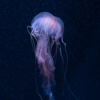 Jellyfish