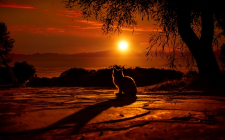 Cat Silhouette - Golden Sky - yellow, serene, silhouette, mountain, red, heat, adventure, sun, trees, meow, 3847x2400, orange, 4k, tree, cat, striking, Elena Dudina, cute, peaceful