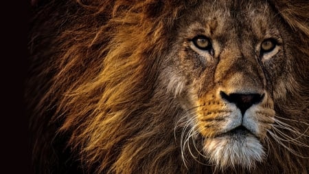 Lion King - male, king, Fireox theme, predator, lion, big cat