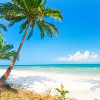 Palm Tree Shadows on the Beach