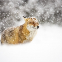 Fox in Winter Snowstorm