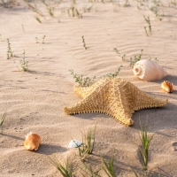 Shells & Starfish on the Sand