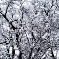 Snow-Covered Tree Branches