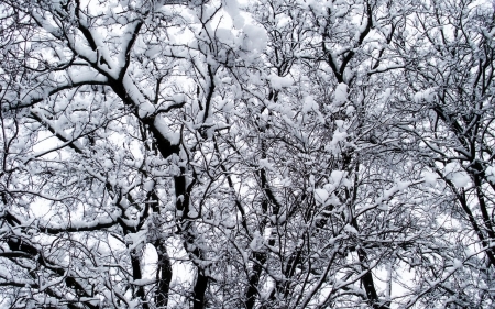 Snow-Covered Tree Branches