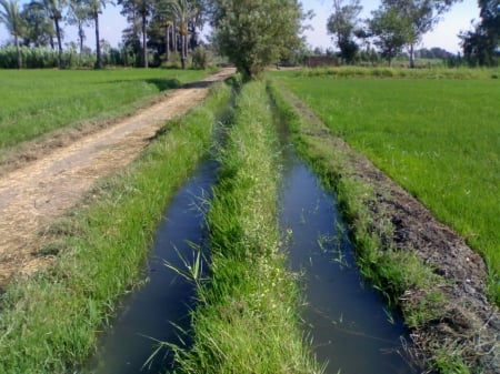 My field is in Egypt - fields, egypt, adel, hammock