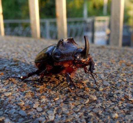 scarabeo rinoceronte - natura, scarabeo, rinoceronte, insetti