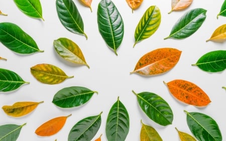 Leaves - card, leaf, orange, texture, green