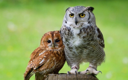 Owls - owl, green, brown, bufnita, couple