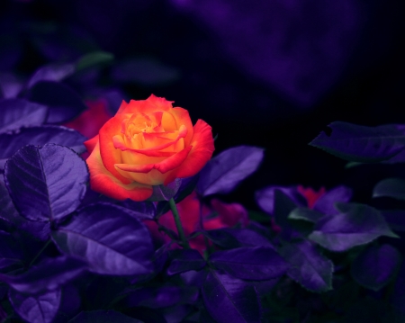 Roses - nature, purple, dark, bloom, night