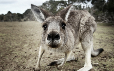 Kangaroo - animal, funny, cute, kangaroo, face