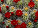 Cactus flowers