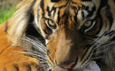 Tiger - animal, tiger, eyes, tigru