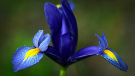 Iris - vara, yellow, blue, summer, iris, flower