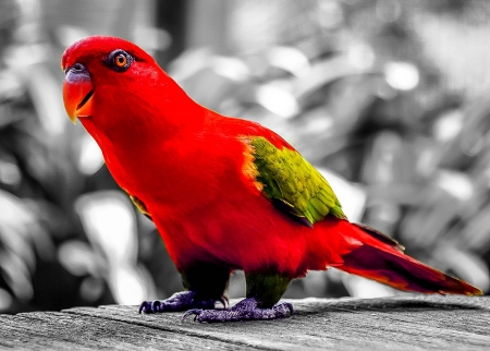 Parrot - bird, animal, parrot, nature