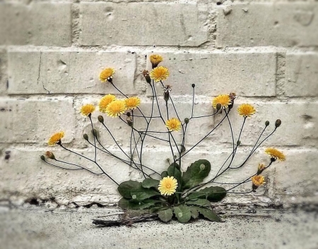 Flowers - flowers, nature, yellow, flower, wall