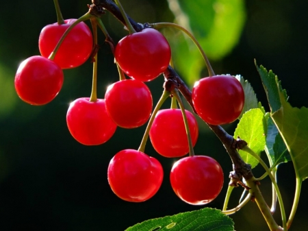 BRANCH OF CHERRIES - IMAGE, NATURE, CHERRIES, BRANCH