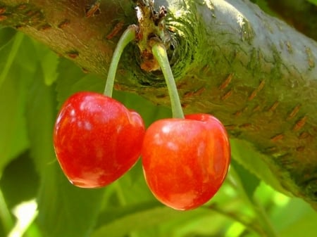 PAIR OF CHERRIES - PAIR, IMAGE, CHERRIES, TREE