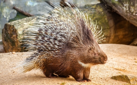 Porcupine - animal, nature, porcupine, creature