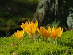 Orange Crocuses