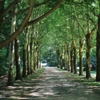 Tree Alley in Berlin