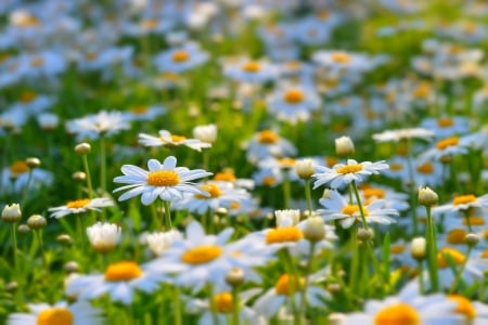 Flowers - white, flower, nature, wild