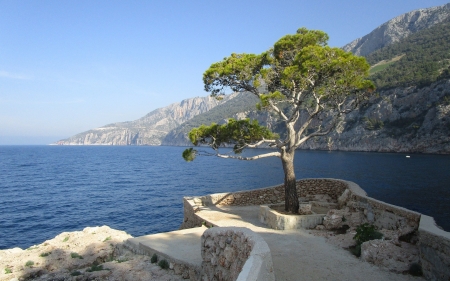 Coast of Croatia - tree, croatia, sea, coast