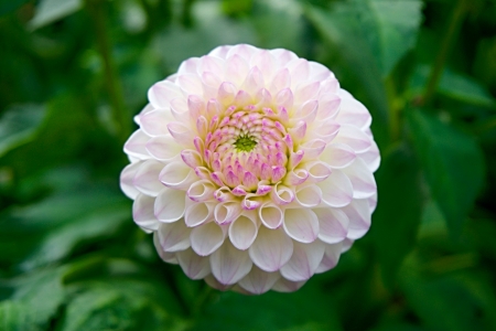 Double dahlia - nature, pink, delicate, pastel, flowers, dahlias, asters