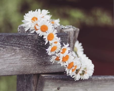 * - daisies, flowers, nature, summer