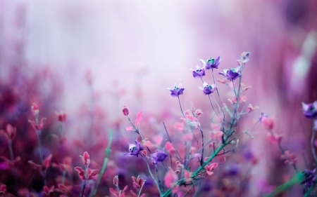 Flowers - blossoms, meadow, summer, twilight