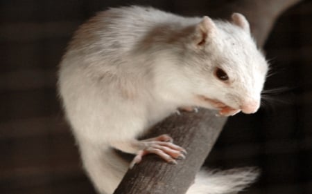 Albino Chipmunk - albino, red or pink eyes, animals, chipmunk