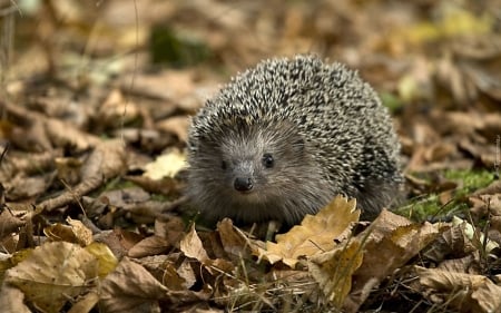 Hedgehog in Autumn