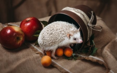 Albino Hedgehog - apples, animal, albino, hedgehog