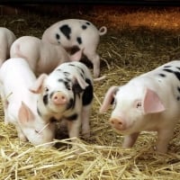 Piglets