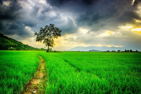 Storm over the field - fields, summer, path, country, storm, nature, rural, green, tree, grass