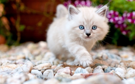 Kitten - white, kitten, paw, cute, pisici, cat